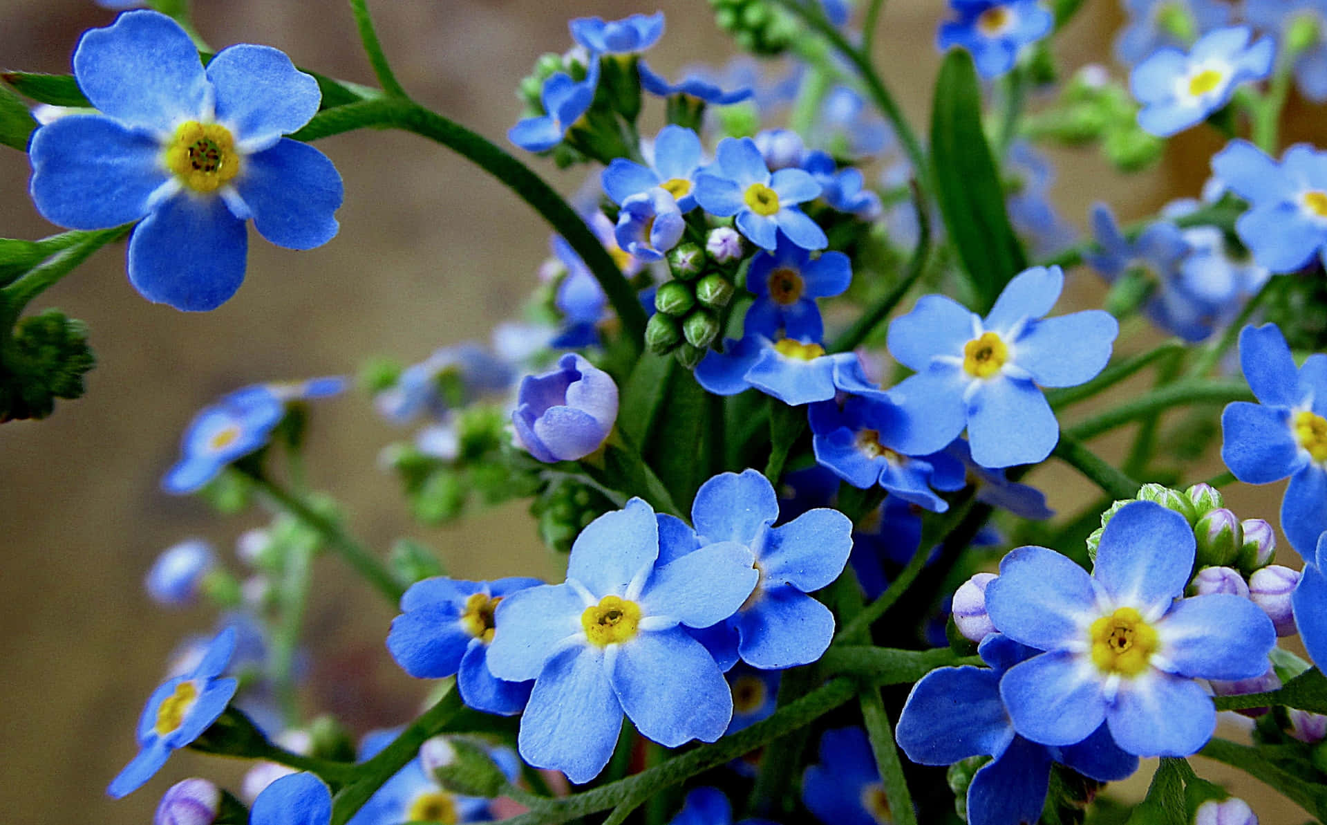 Delicate and Beautiful Forget Me Not Flowers