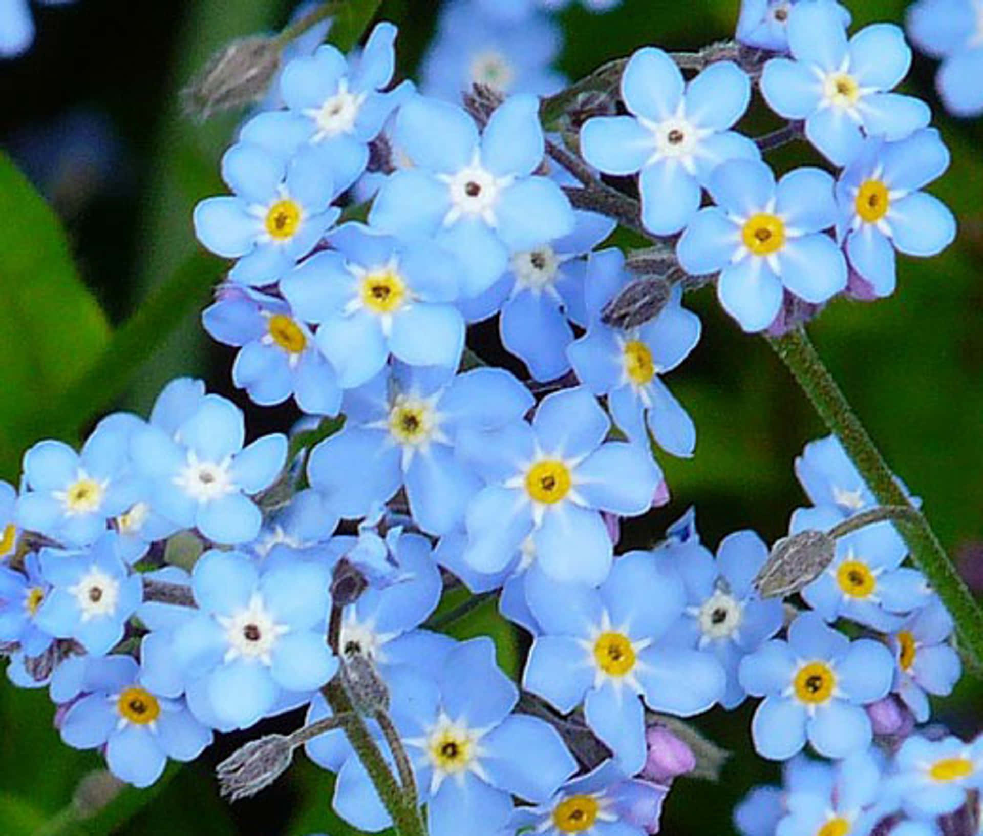 A beautiful Forget Me Not flower in full bloom