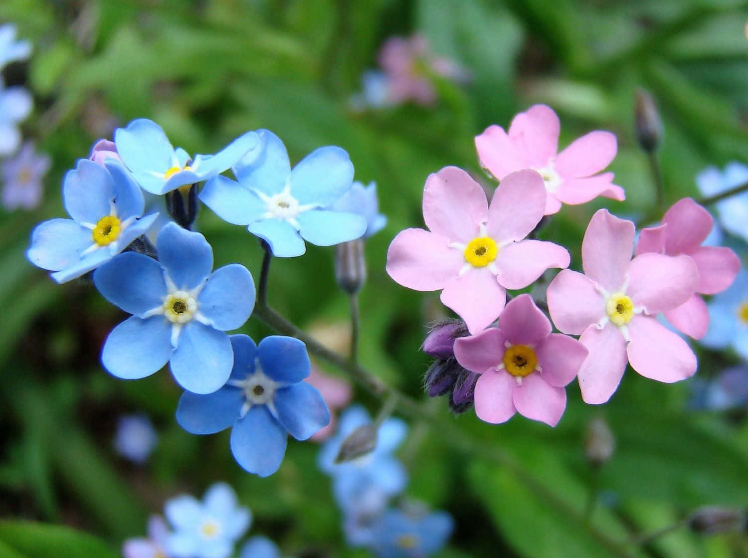 A Single Blue Forget Me Not Flower