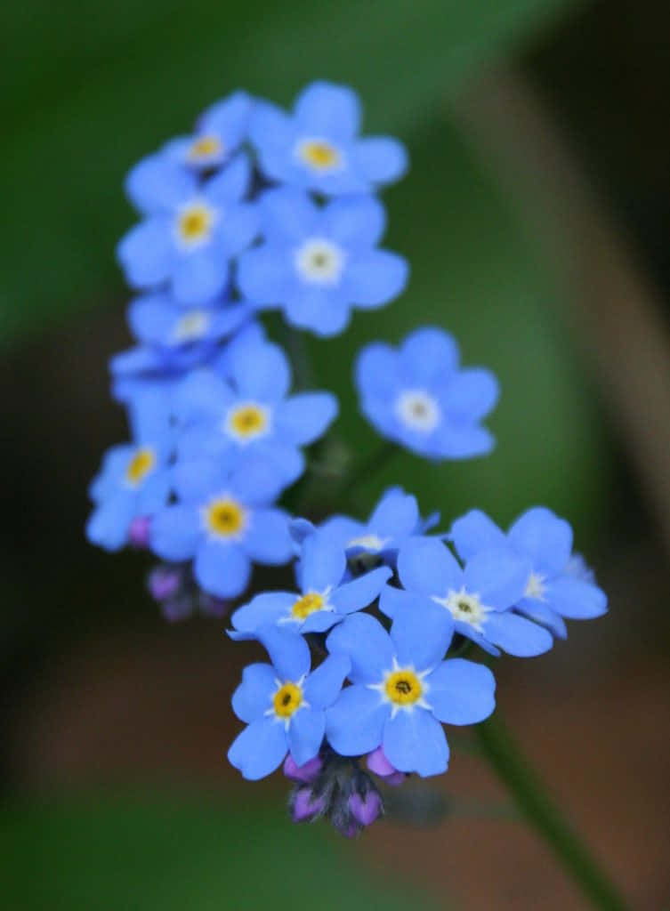 A Close Up Of Blue Flowers With Yellow Centers