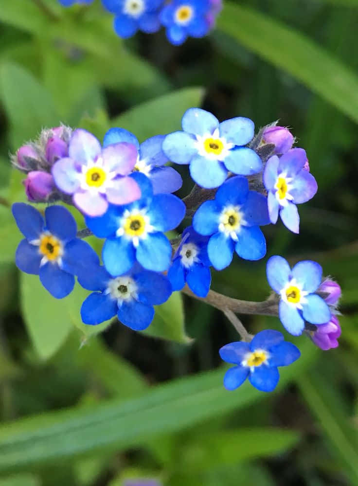 Delicate Forget Me Not Flower