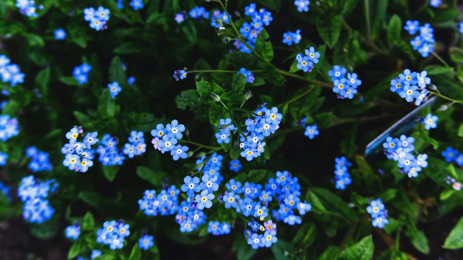 A Field Of Forget Me Not Flowers