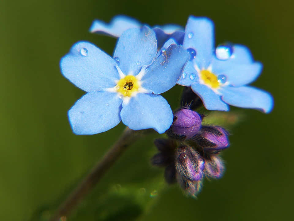 Two Blue Flowers With Water Droplets