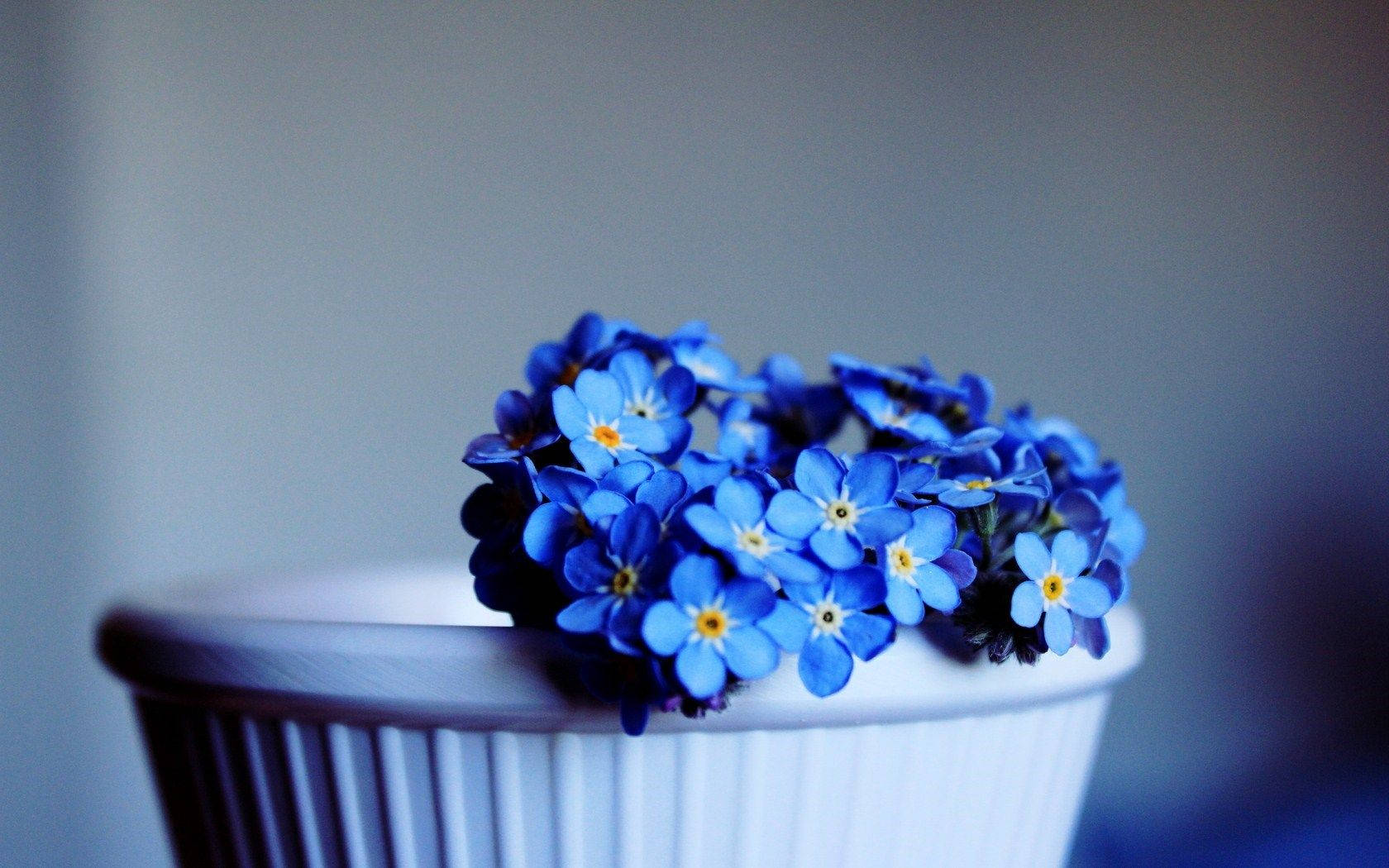 Forget Me Not Flowers In A Vase Background
