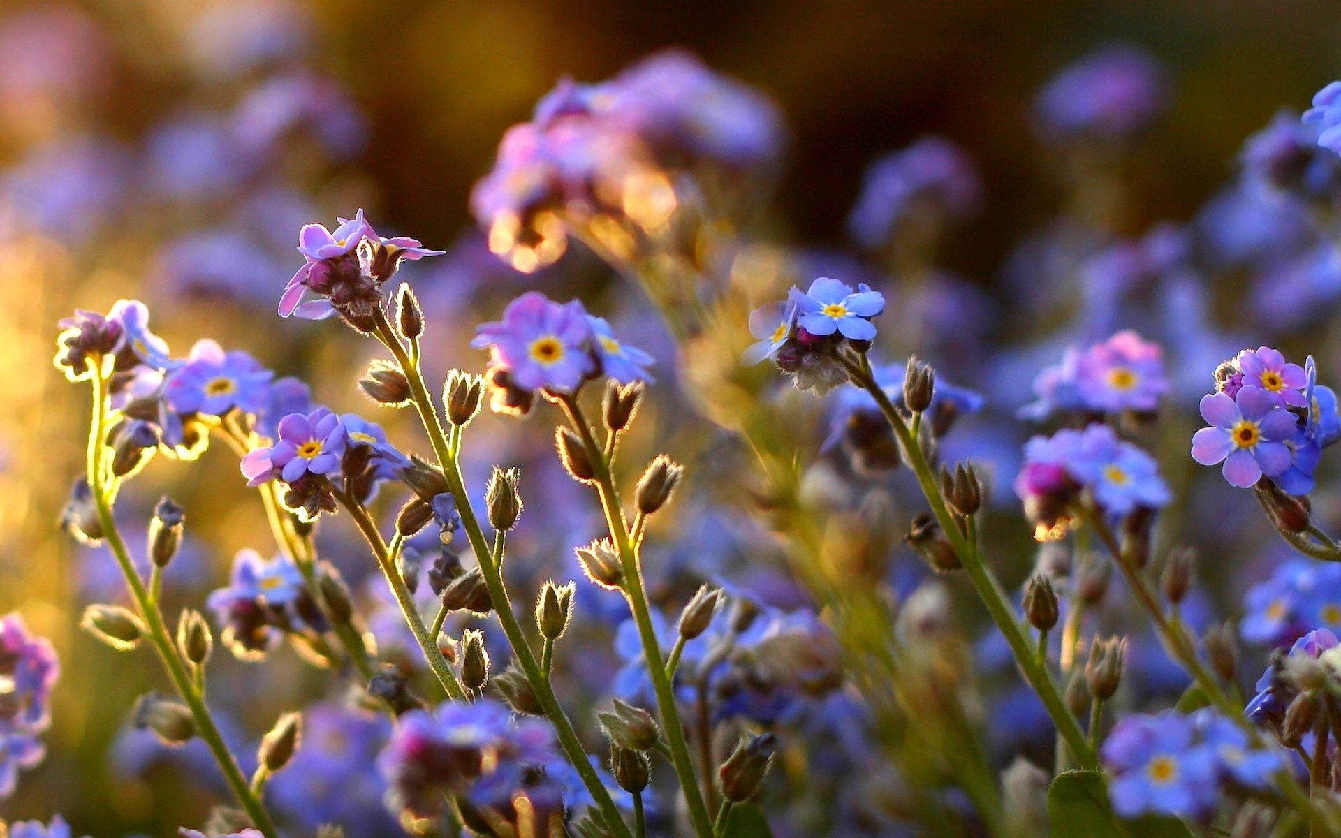 Forget Me Not Flowers In Sunrise Background