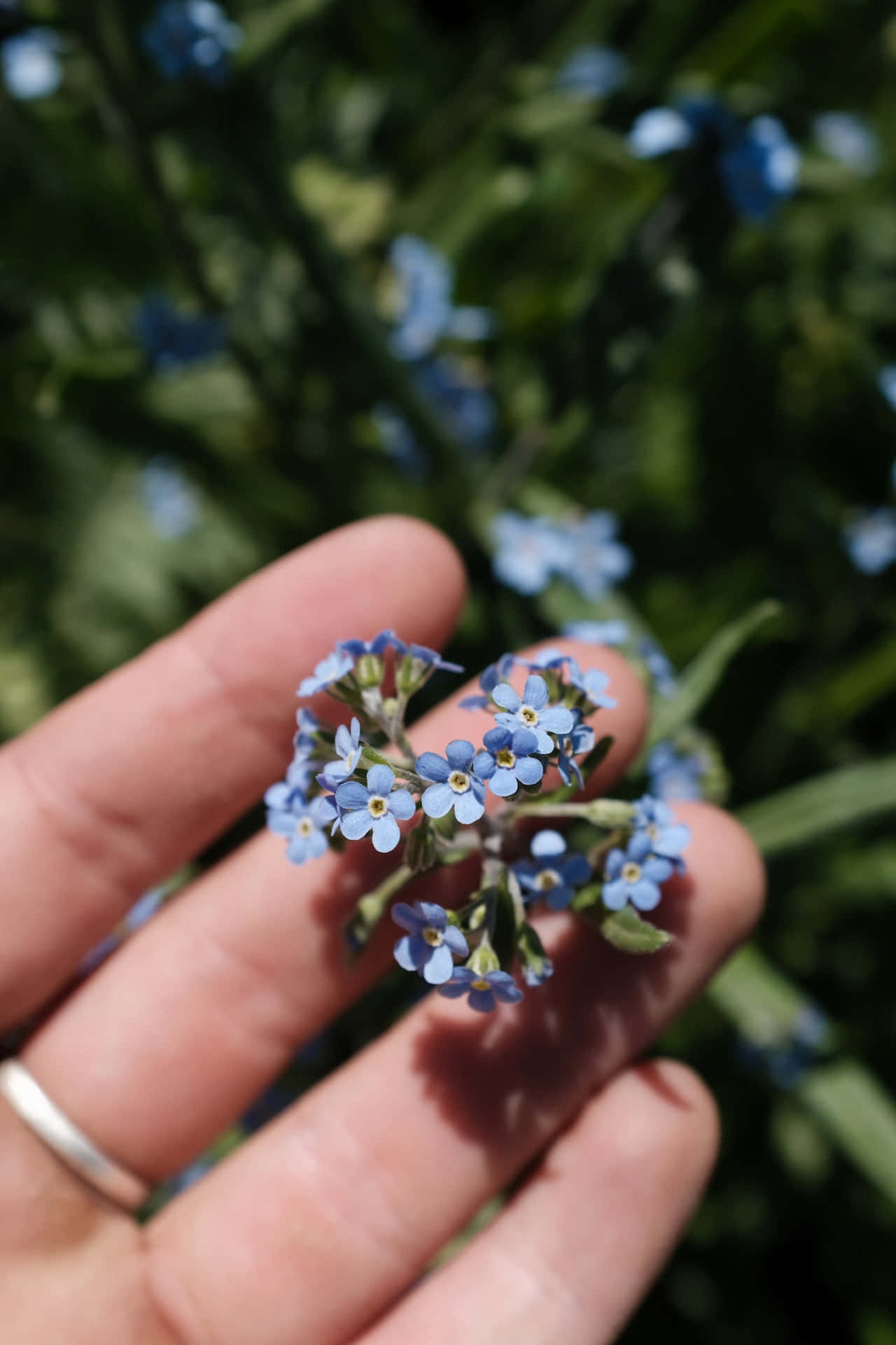 Vergissmeinnichtblaue Blumen Handy Wallpaper