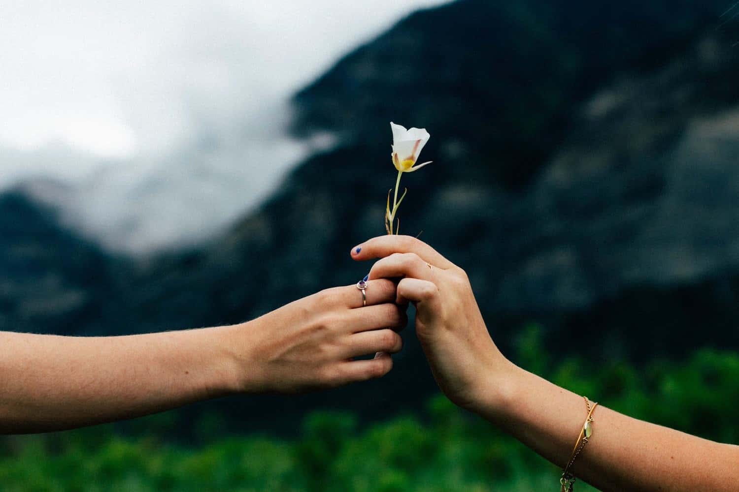 Two Hands Holding A Flower In Front Of Mountains