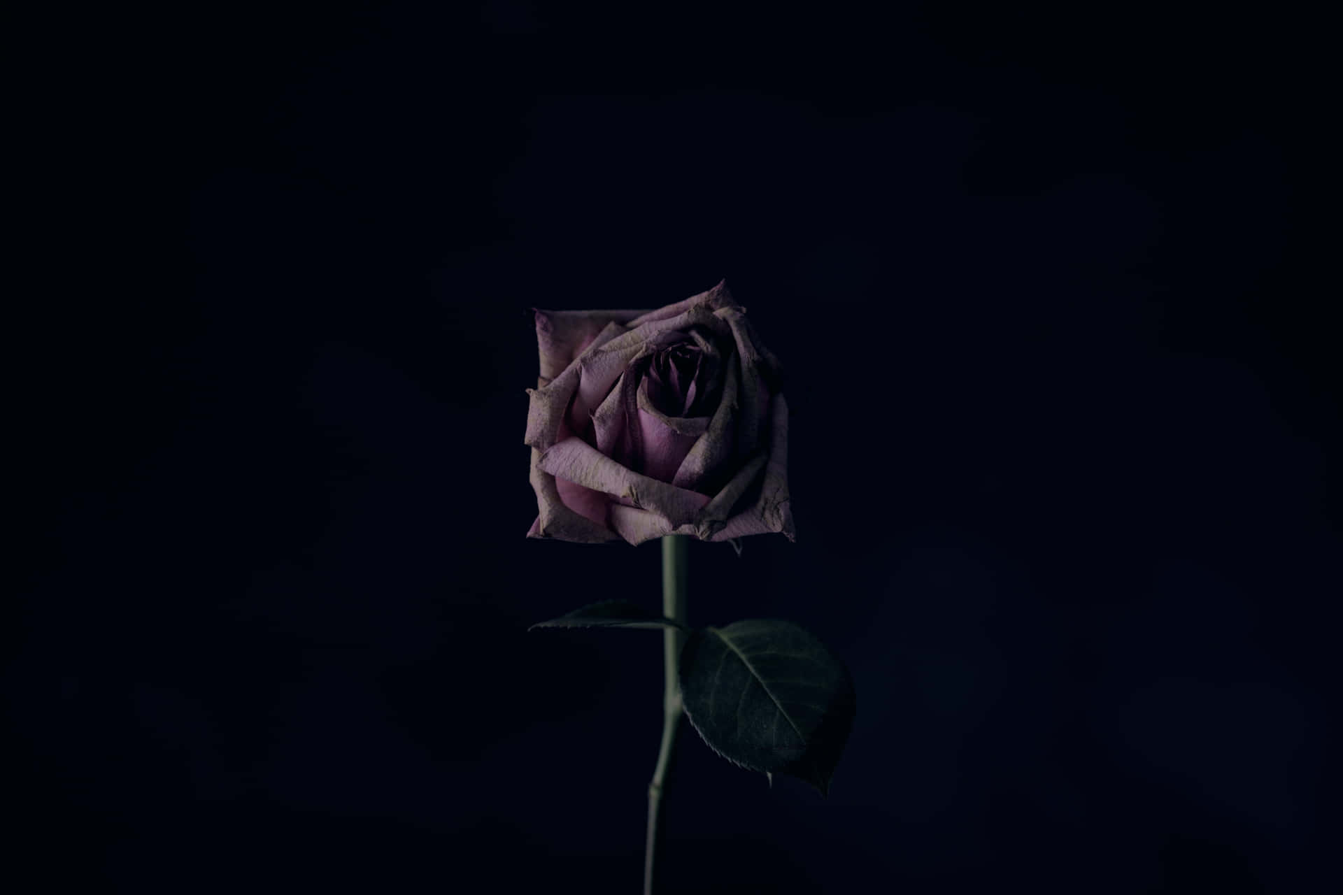 Forgotten Concept Through A Rose In A Dark Room Wallpaper