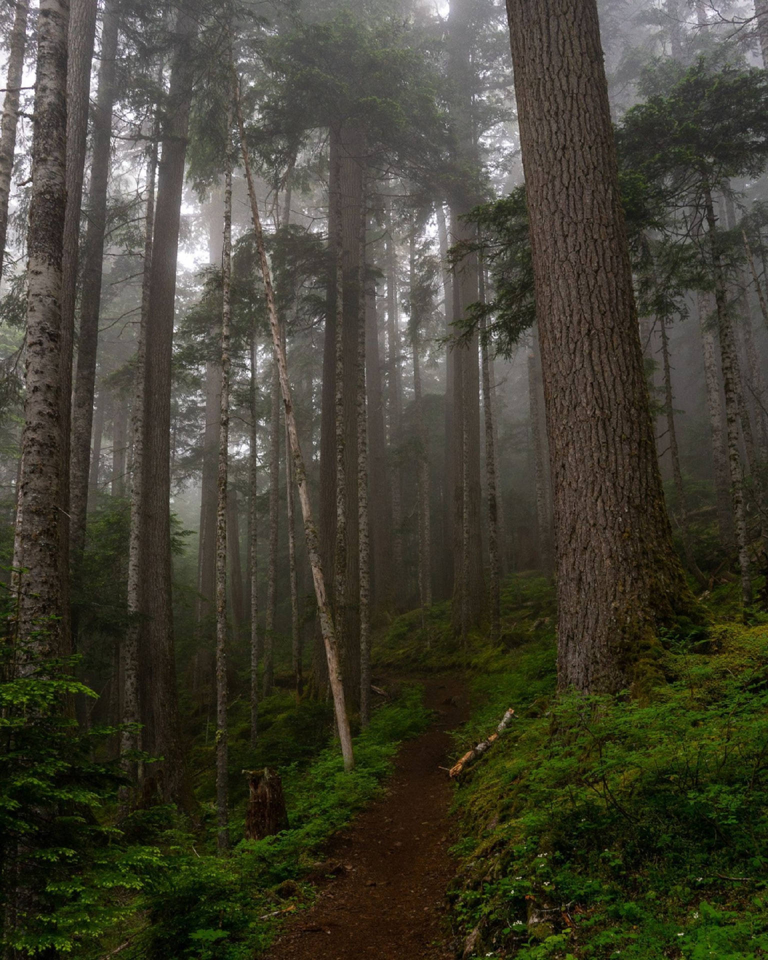 Forks Washington Foggy Forest