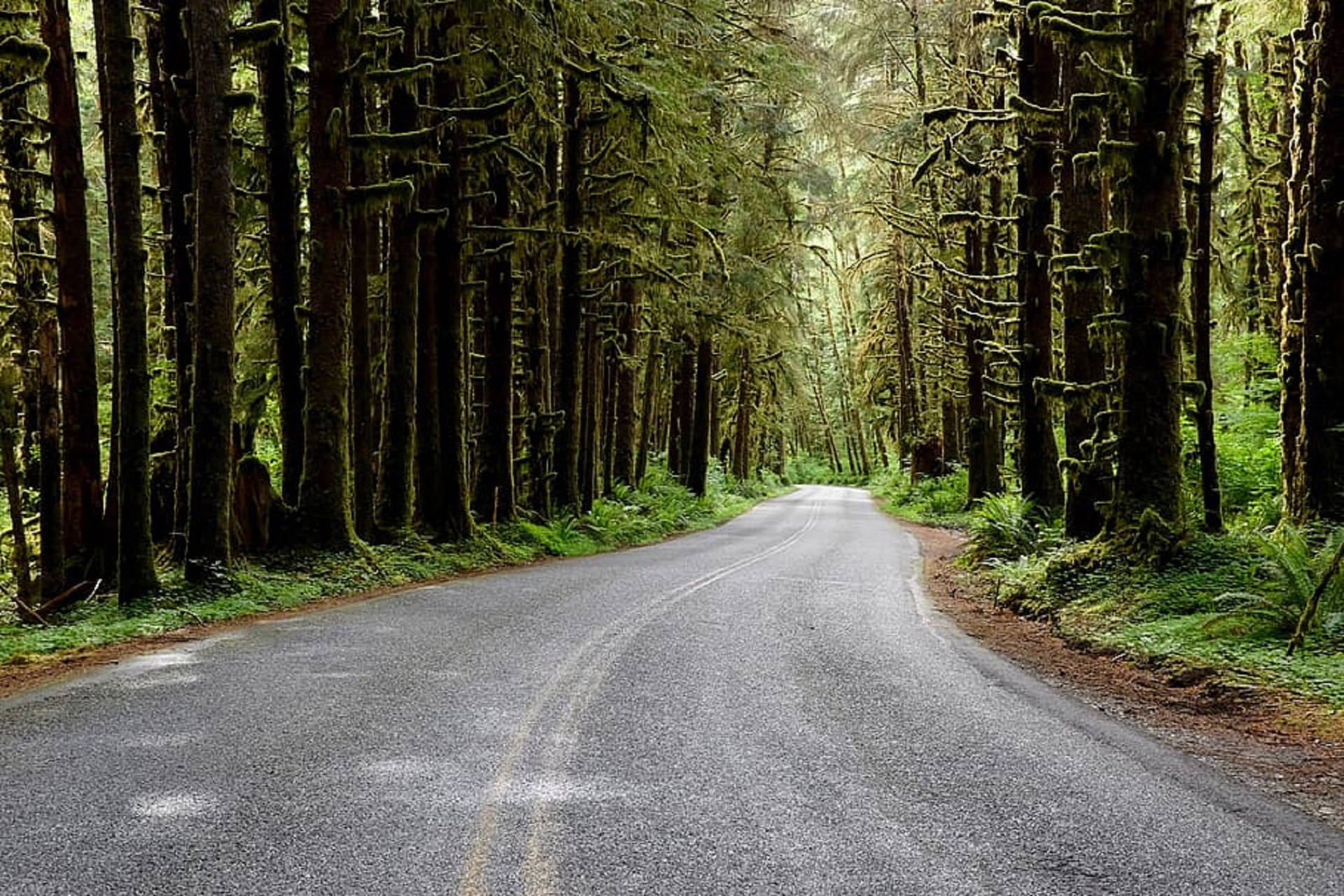 Forks Washington Road With Spruce Trees