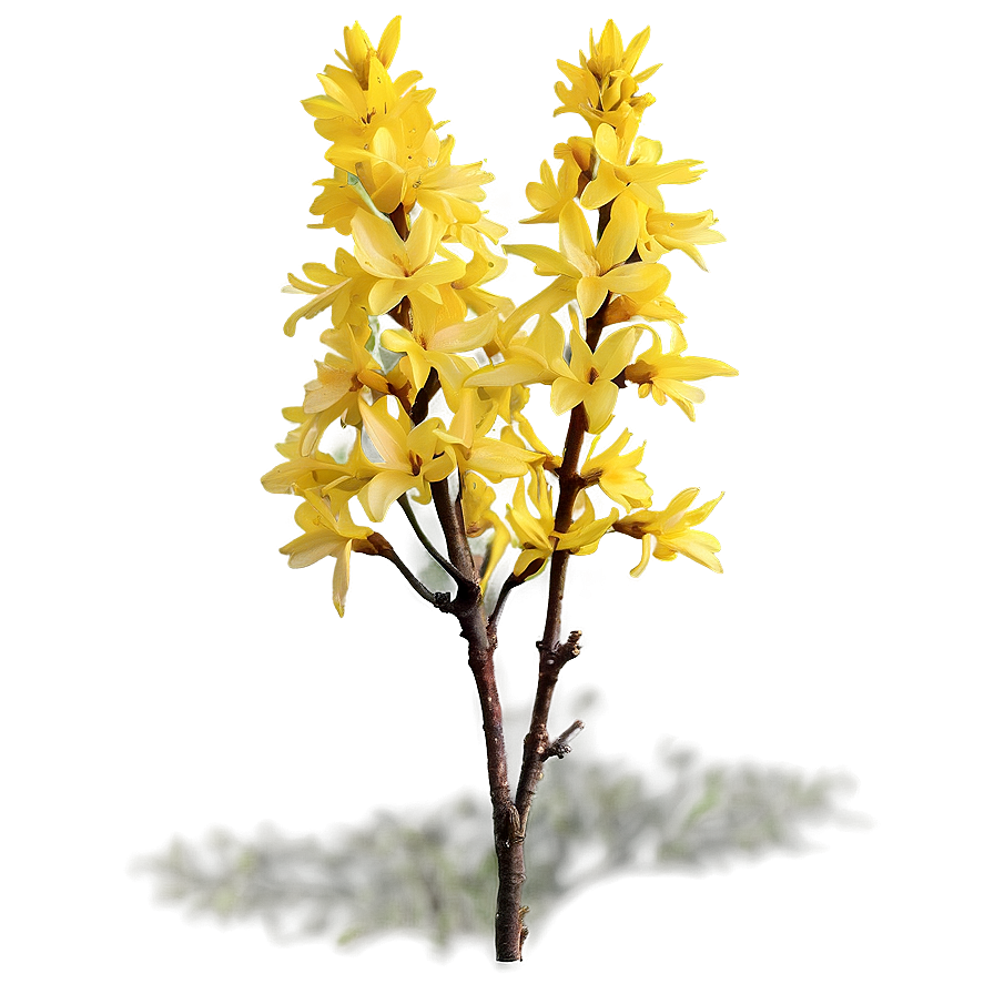 Forsythia Flower Bush Png Fwf19 PNG