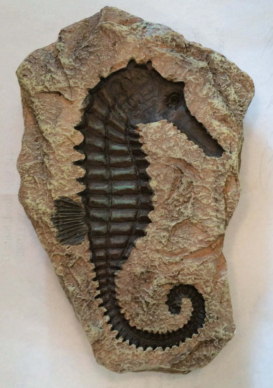 A Seahorse Fossil Is On A Rock