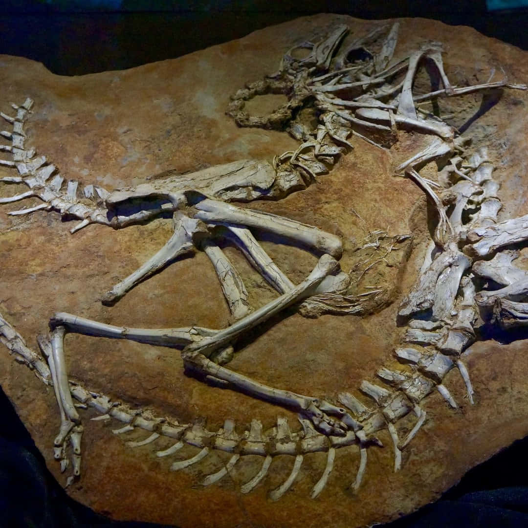 A Skeleton Of A Dinosaur Is On Display