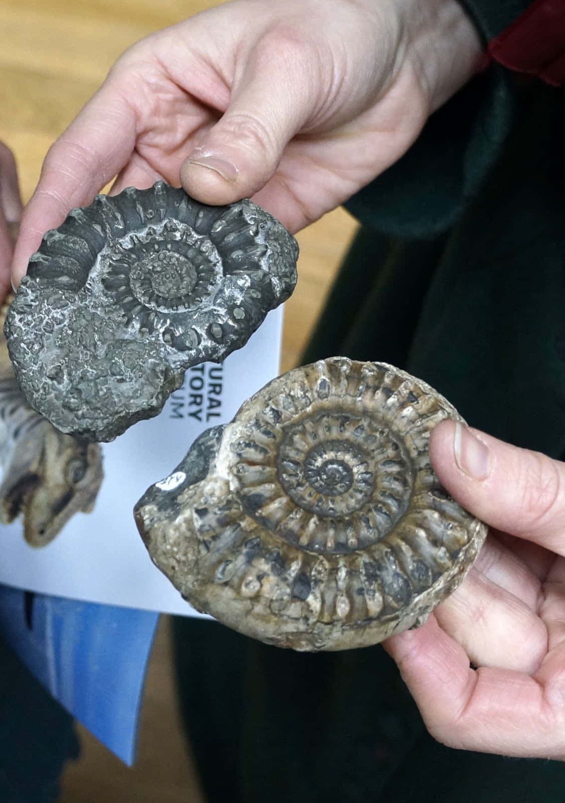 Two People Holding A Book With Fossils In It