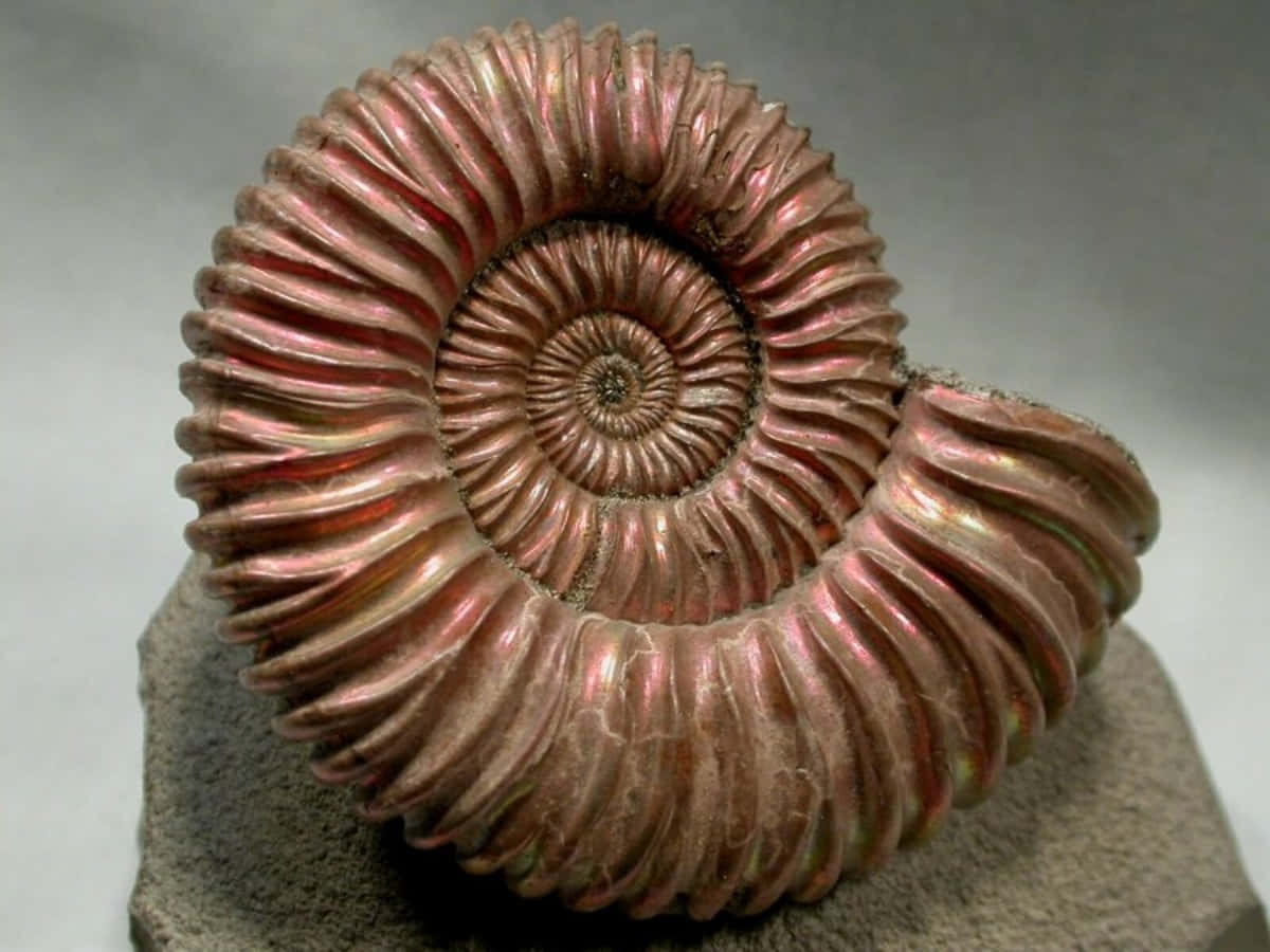 A Spiral Ammonite On A Rock