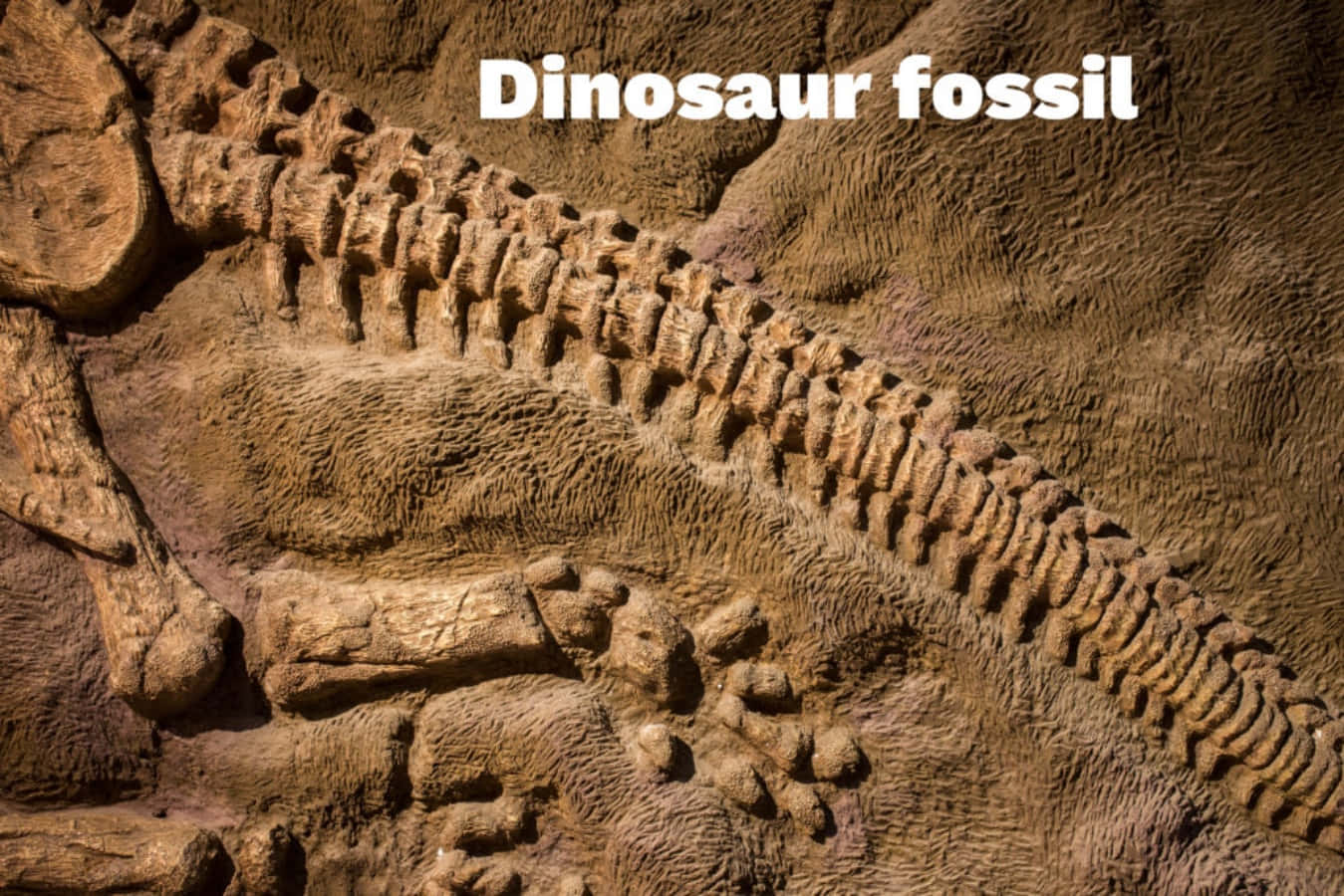 Sammlezeitlose Fossil-uhren.