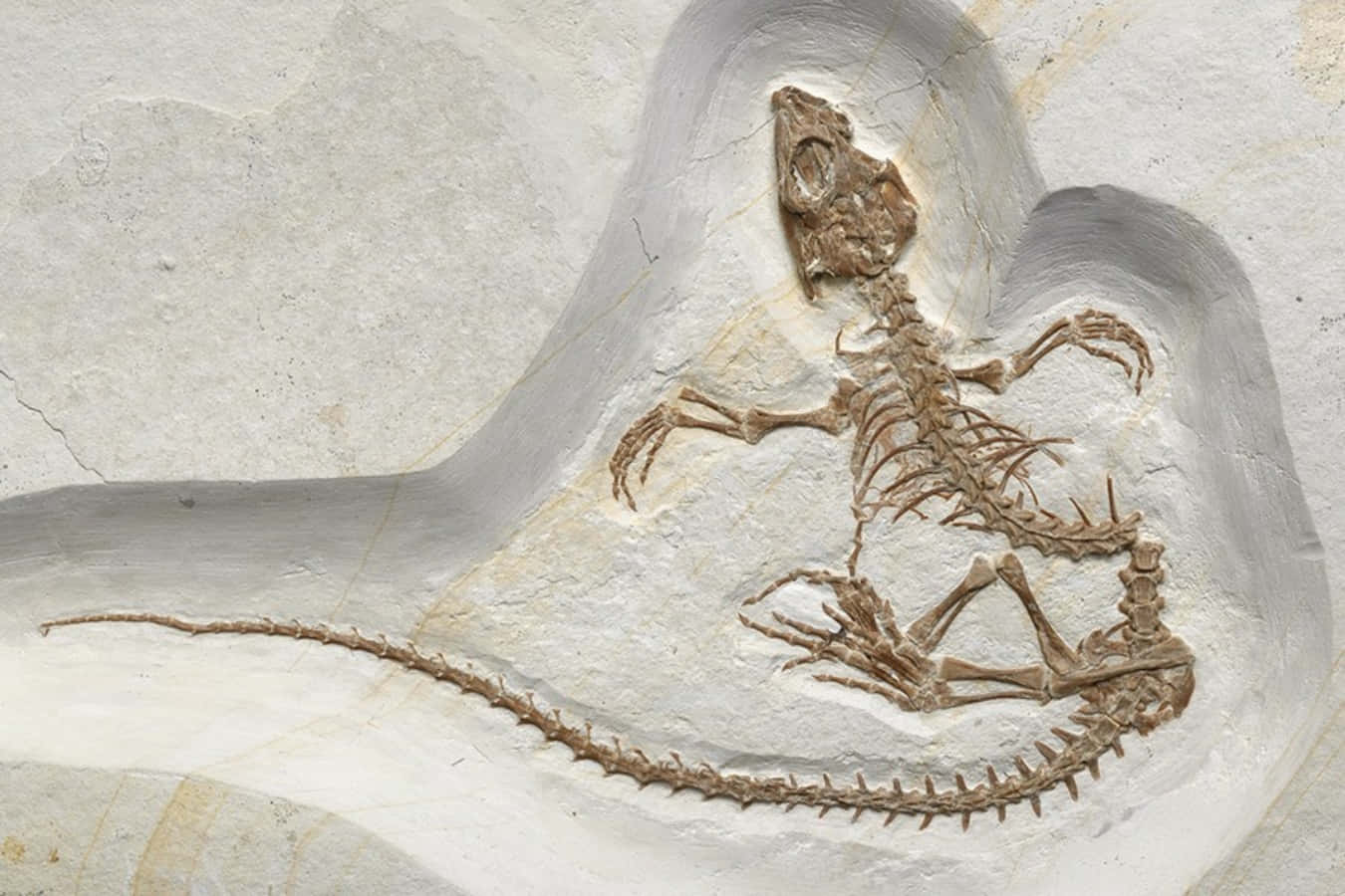 Etdinosaur-skelet Vises På En Hvid Baggrund.