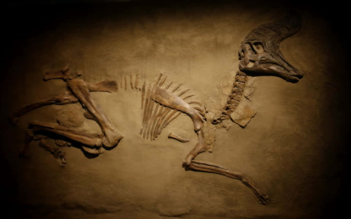 Umesqueleto De Uma Zebra É Exibido Em Um Museu.