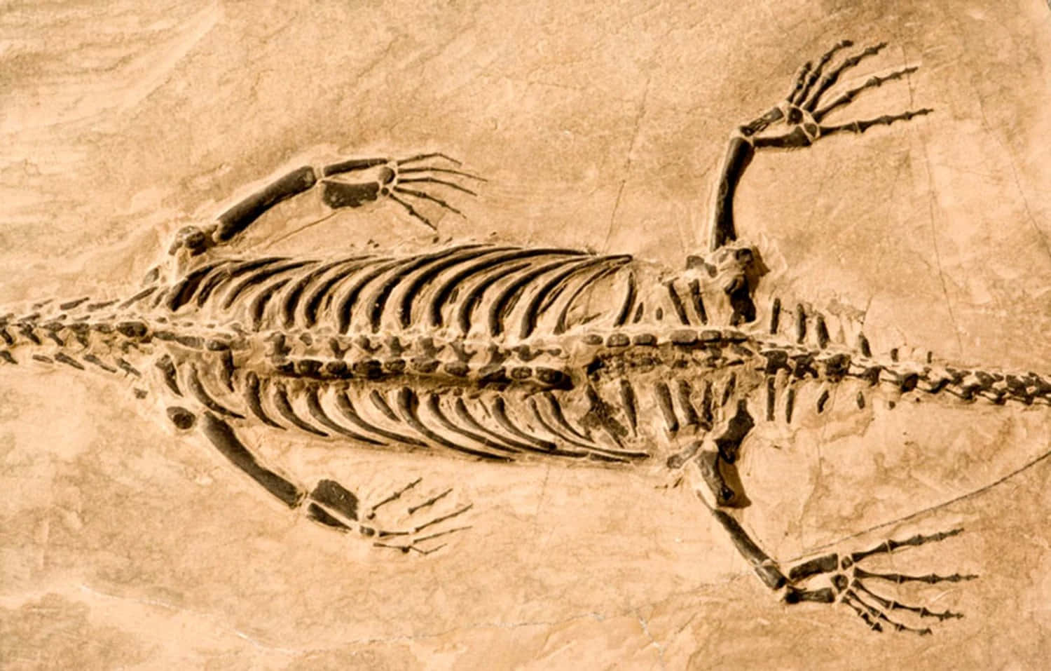 Endinosaurieskelett Visas På Ett Museum.