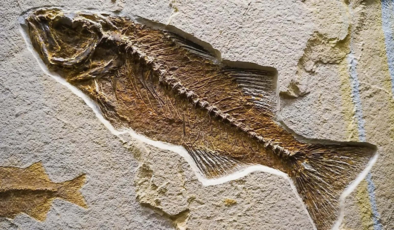 A Fish Fossil Is Displayed On A Wall