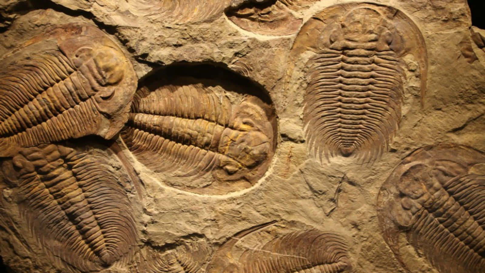 A Display Of Fossils In A Museum