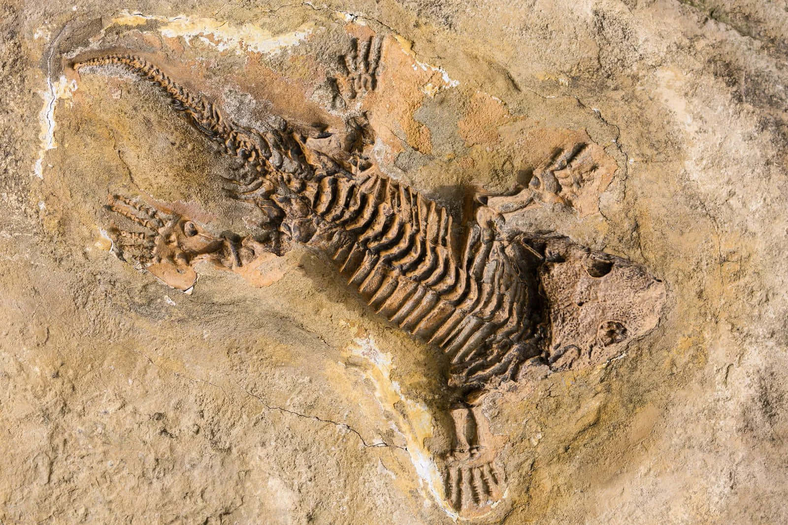 A Skeleton Of A Dinosaur Is Laying On The Ground