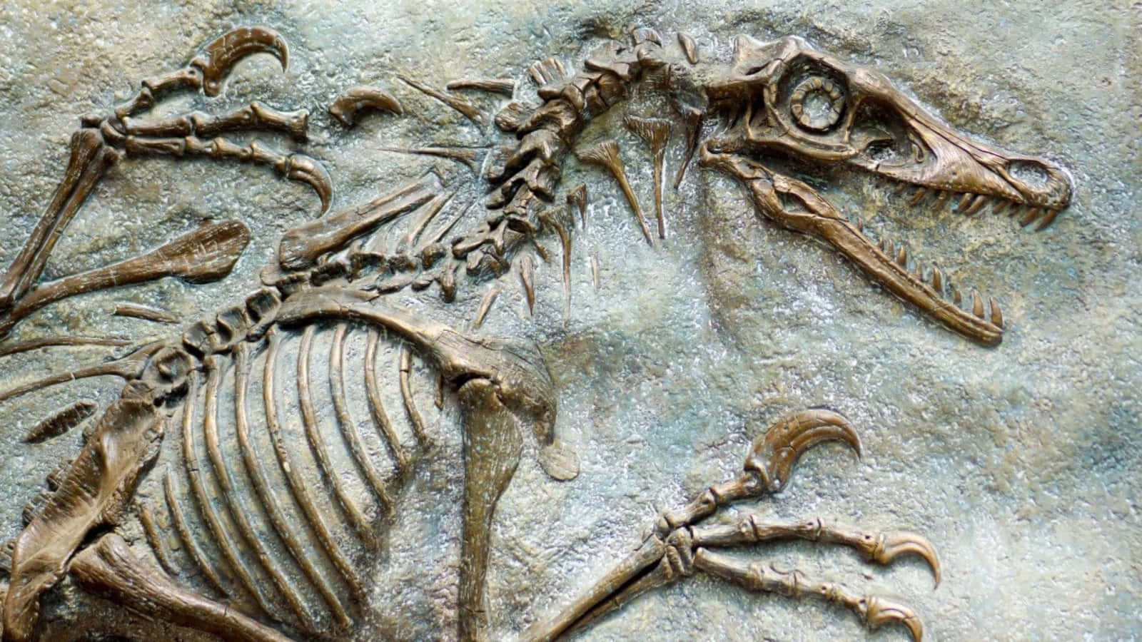 A Skeleton Of A Dinosaur Is Shown On A Wall