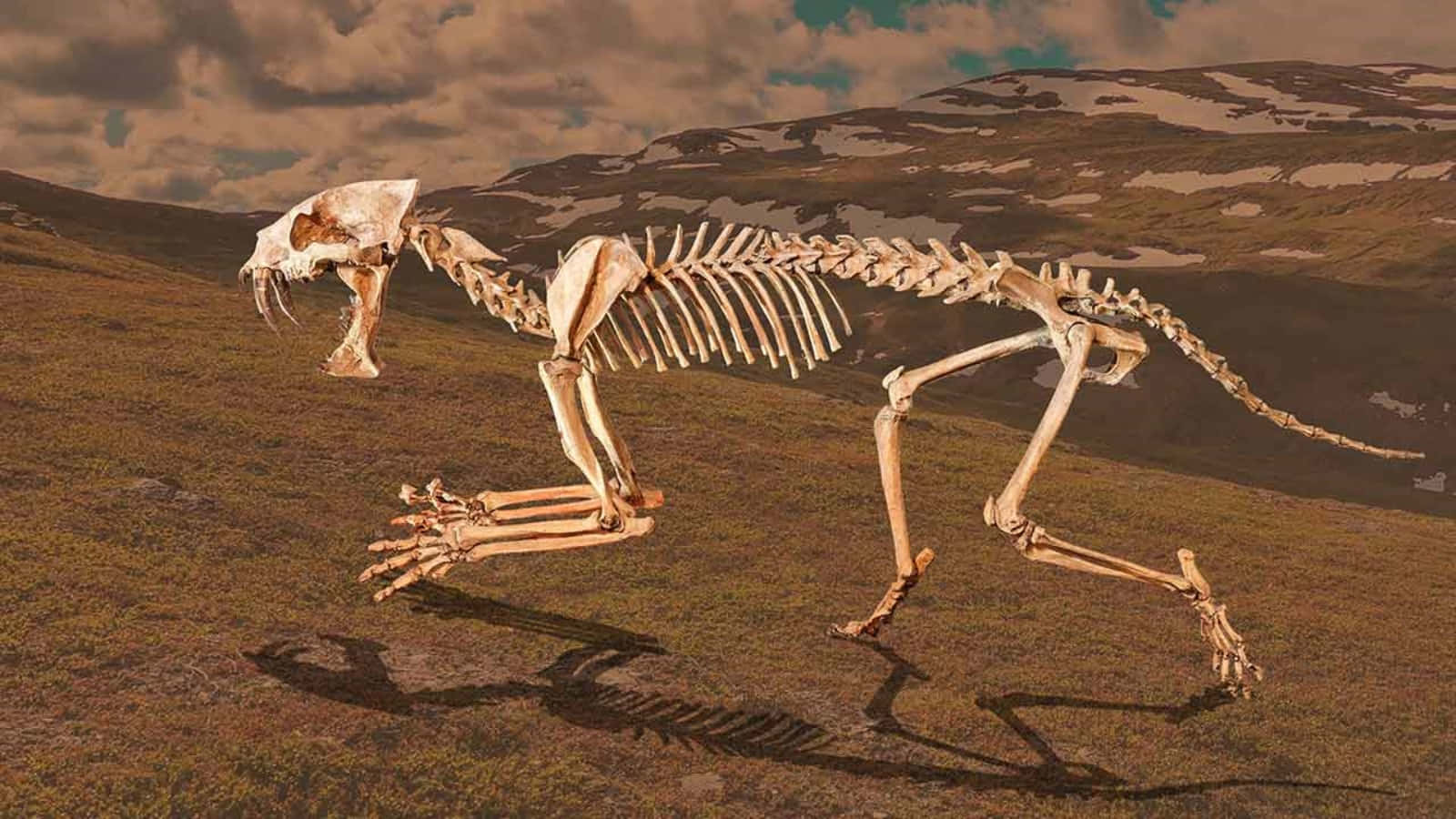 A Skeleton Of A Wolf Running Through A Field