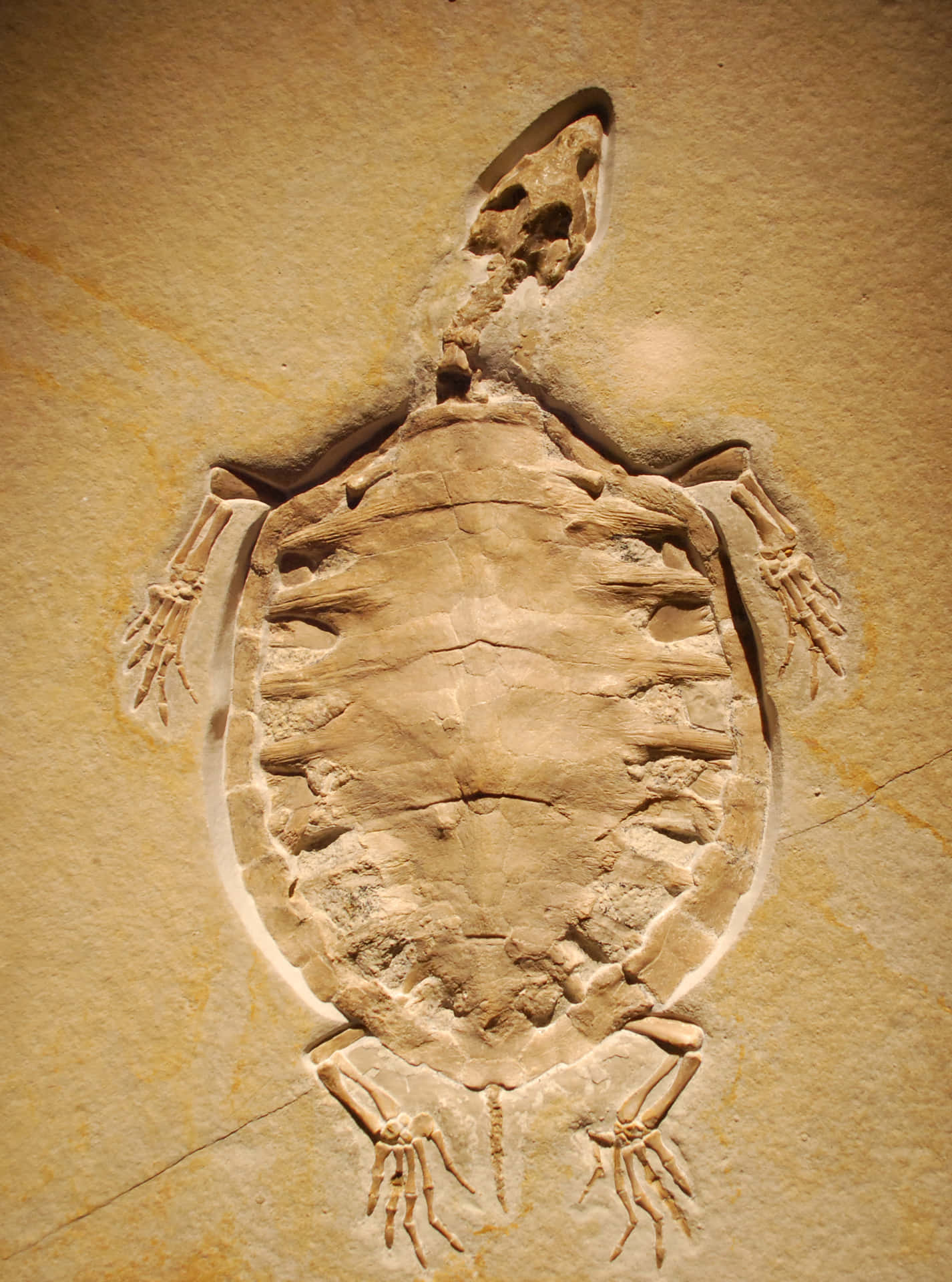 Einefossile Schildkröte Ist In Eine Steinwand Gemeißelt.