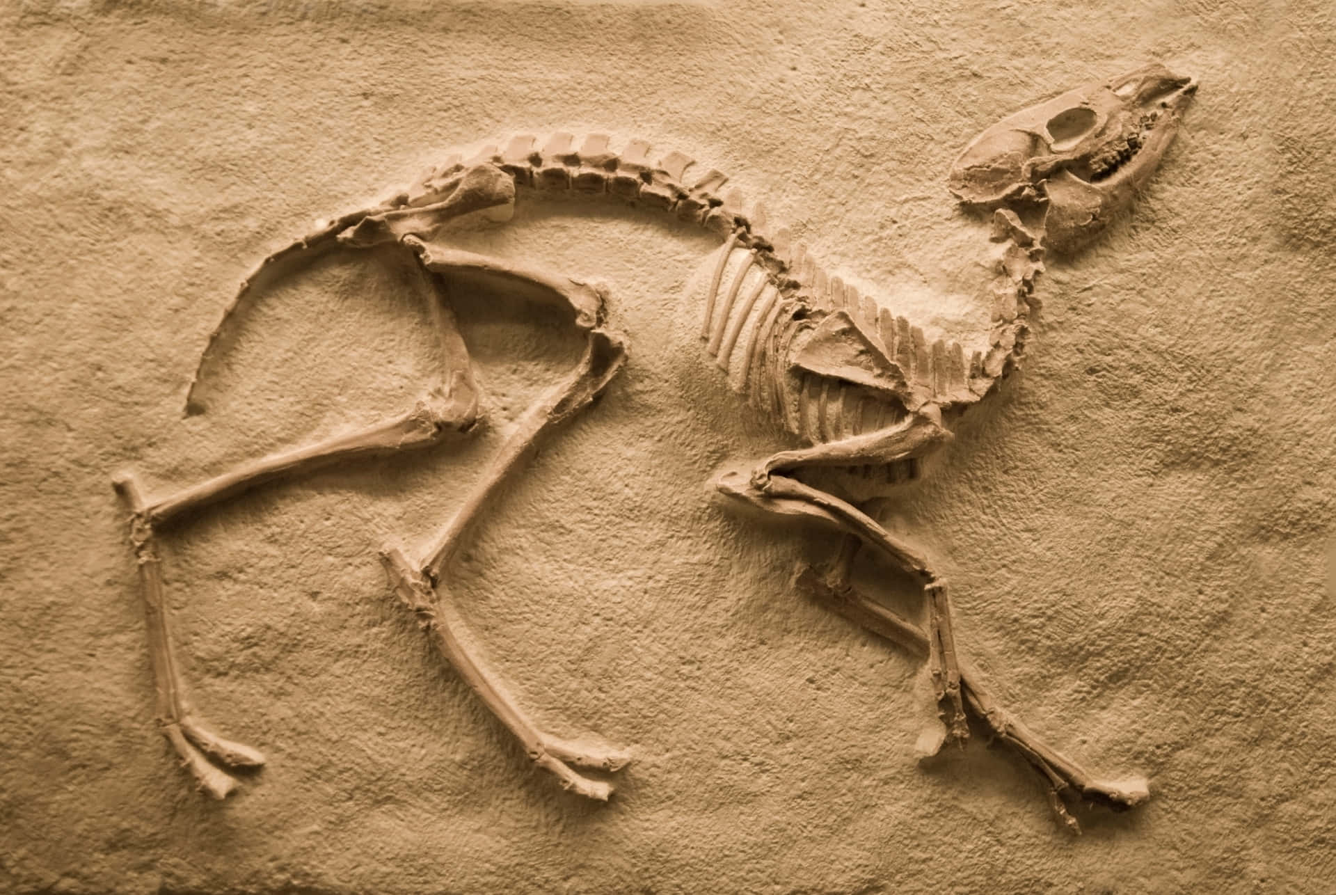 A Skeleton Of A Dog Is Shown On A Wall