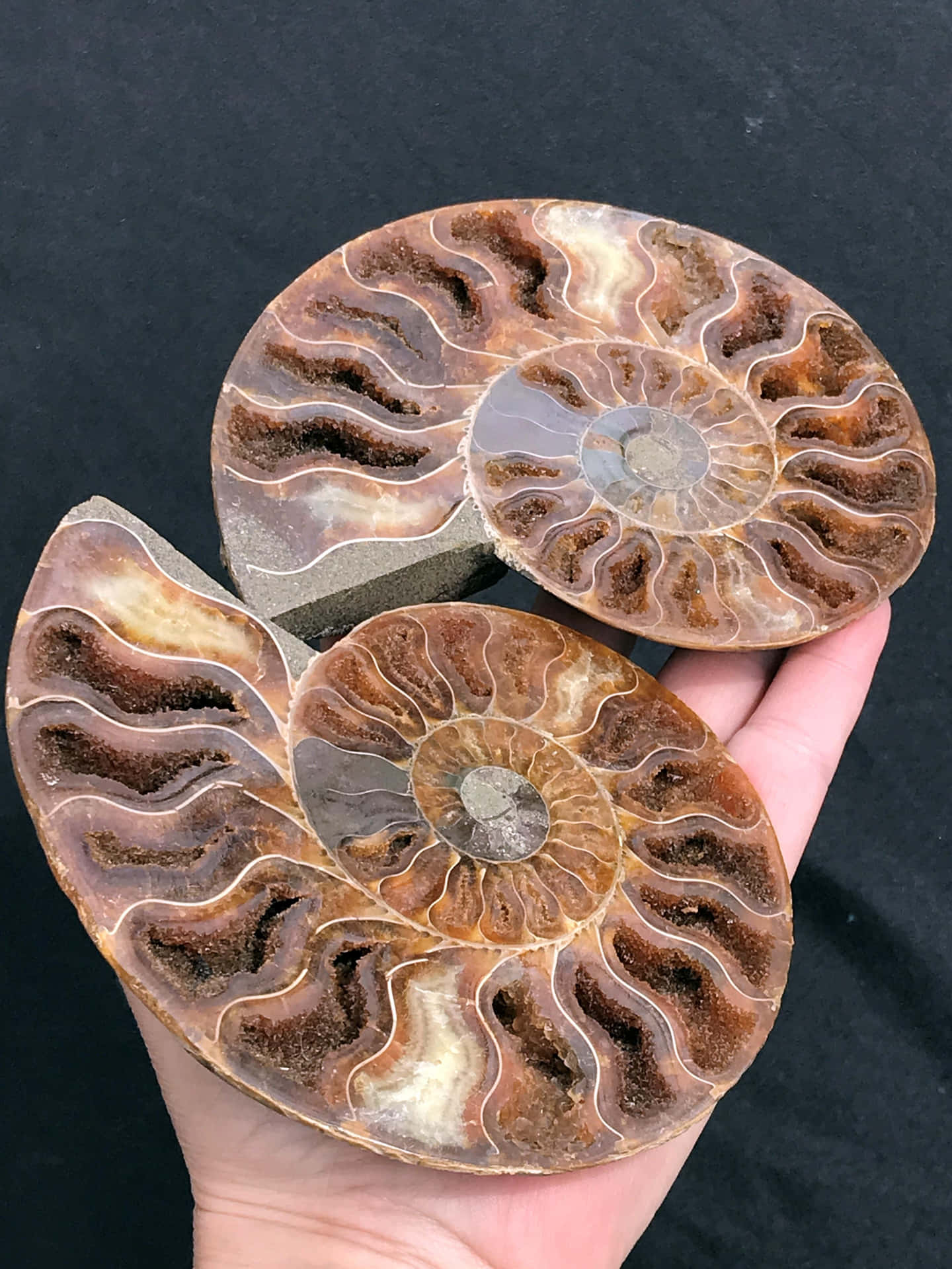 Ammonitfossilierst Johns Ammonit