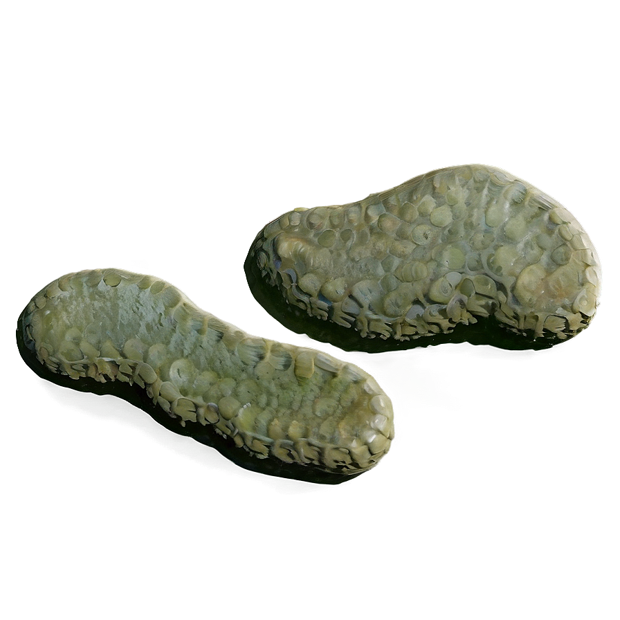 Fossilized Algae Png Mtx PNG