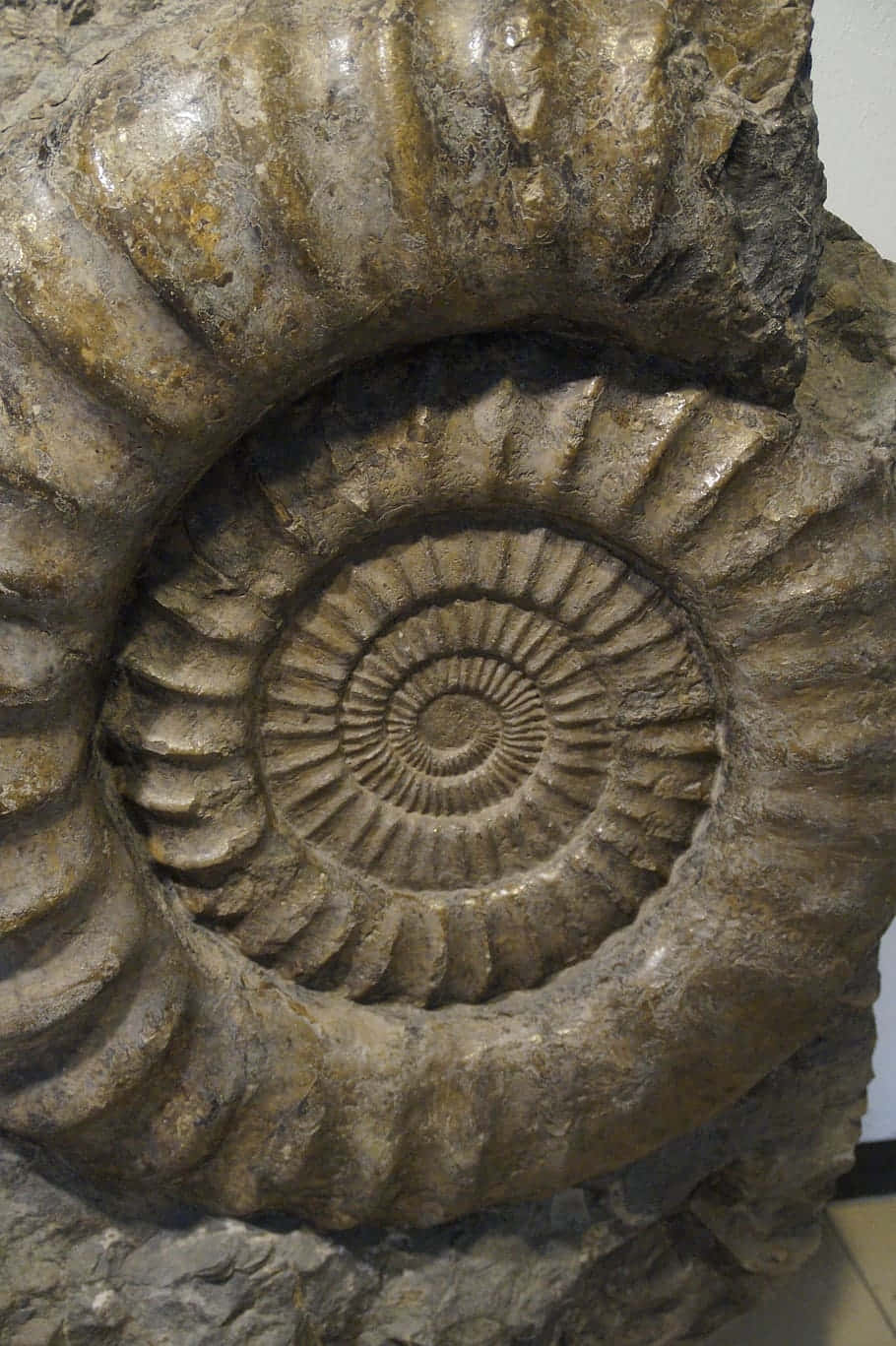 Fossilized Ammonite Closeup Wallpaper