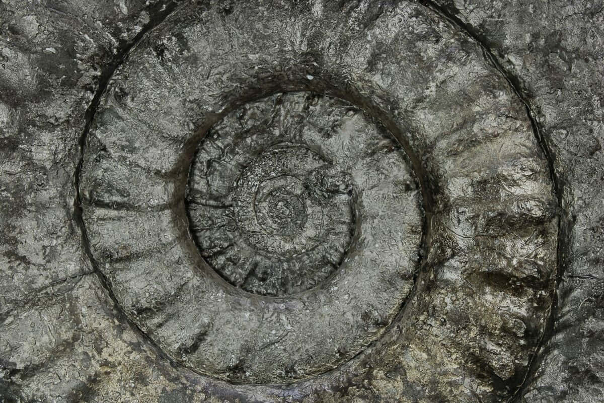 Fossilized Ammonite Closeup Wallpaper