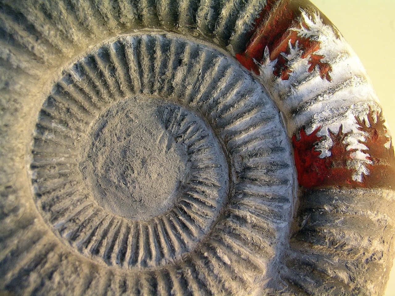 Fossilized Ammonite Closeup Wallpaper