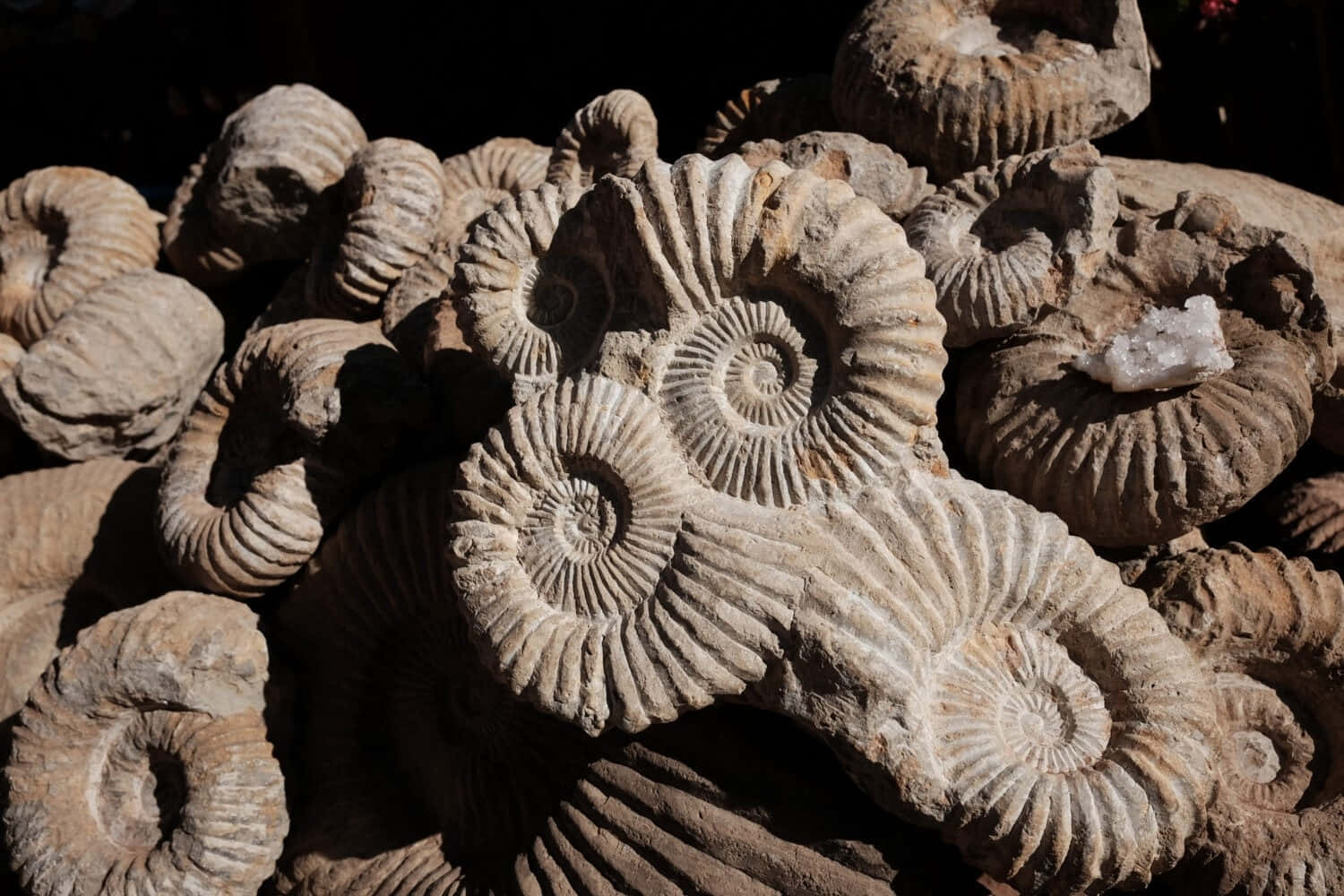 Fossilized Ammonite Cluster Wallpaper