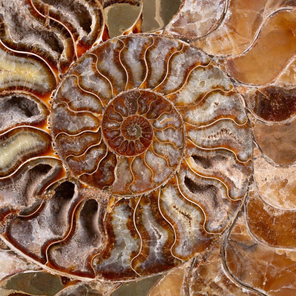 Fossilized Ammonite Patterns Wallpaper