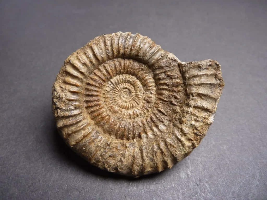 Fossilized Ammonite Specimen Wallpaper