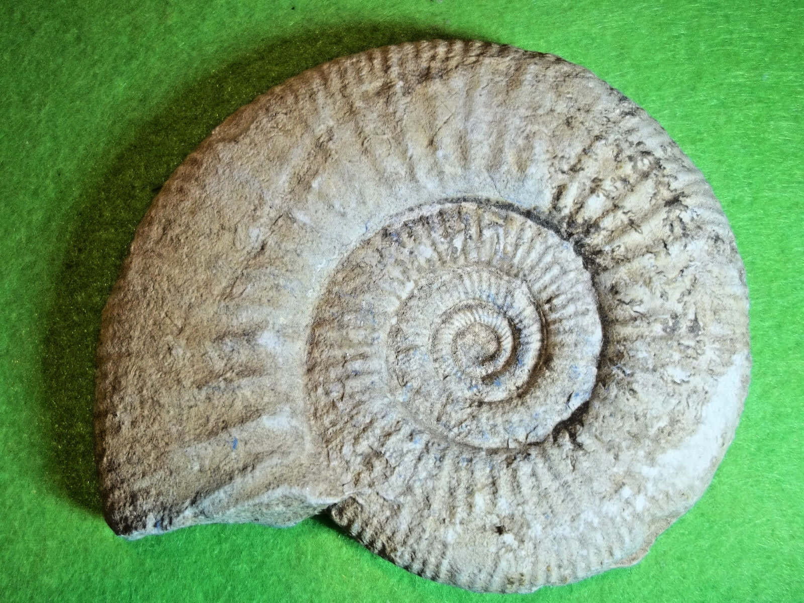 Fossilized Ammoniteon Green Background Wallpaper