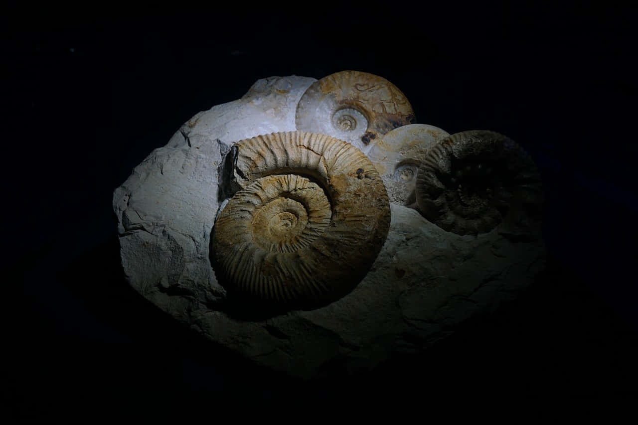 Fossilized Ammonitesin Rock Wallpaper