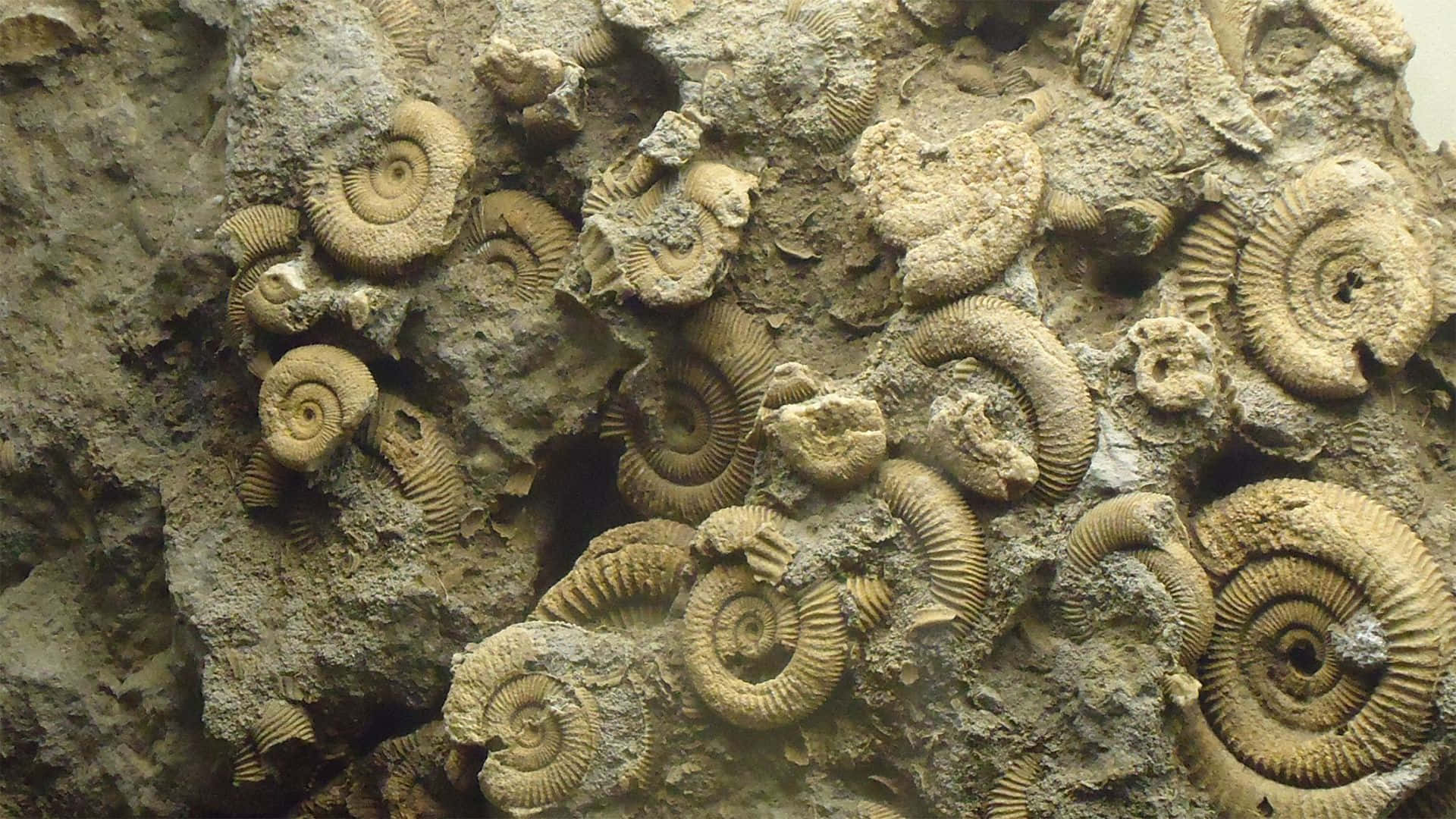 Fossilized Ammoniteson Rock Wallpaper