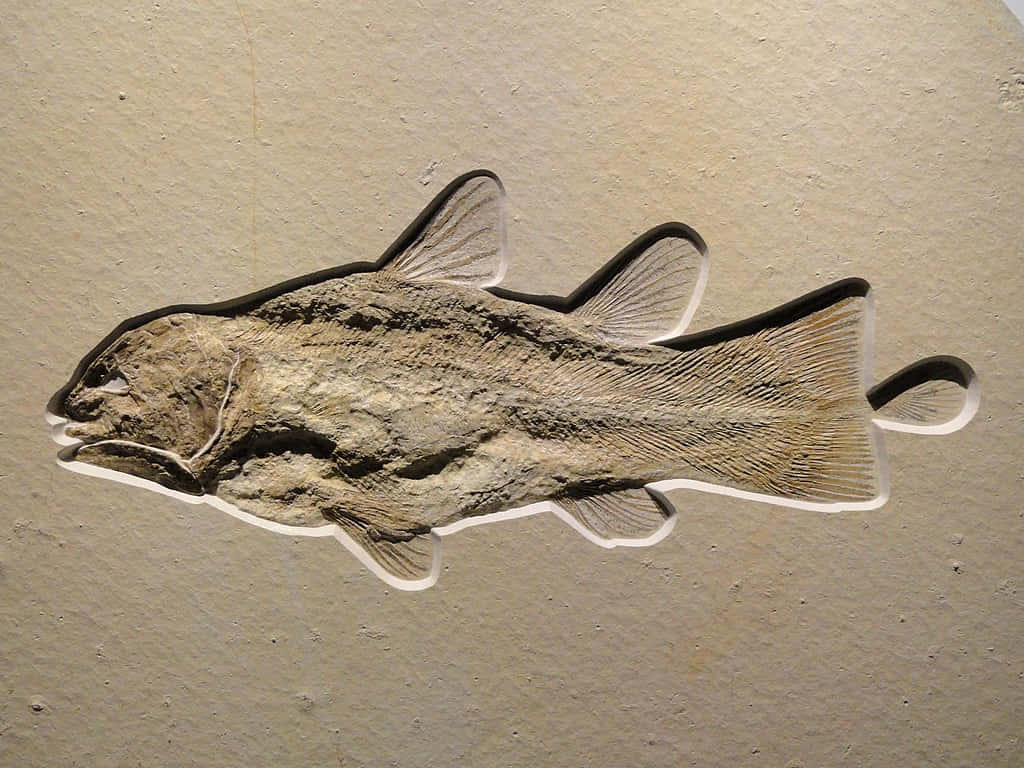 Fossilized Coelacanth Fish Wallpaper