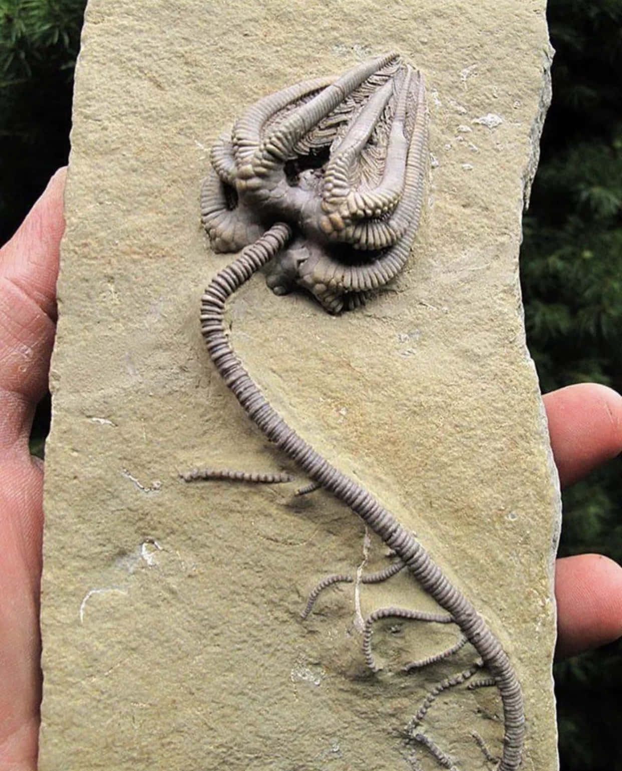 Fossilized Crinoid Echinoderm Specimen Wallpaper