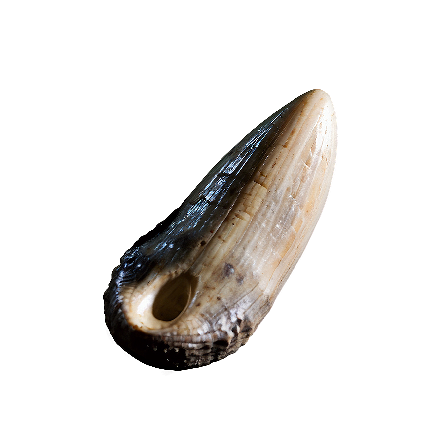 Fossilized Dinosaur Tooth Png 06122024 PNG