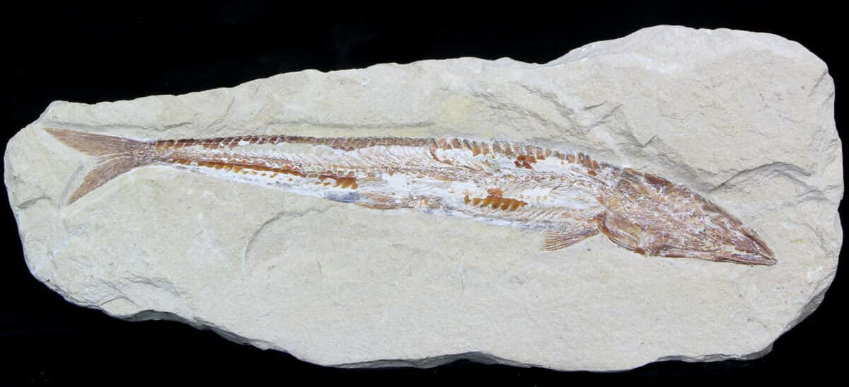Fossilized Fish Specimen Wallpaper