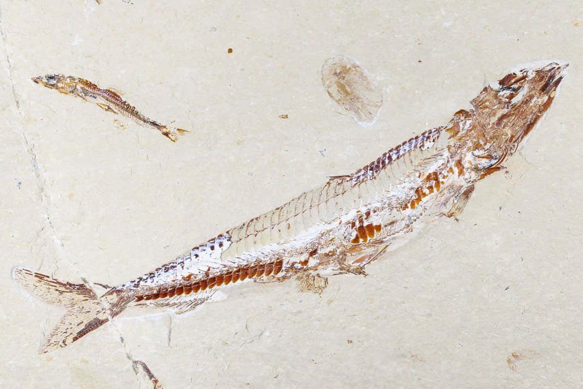 Fossilized Fish Specimen Wallpaper