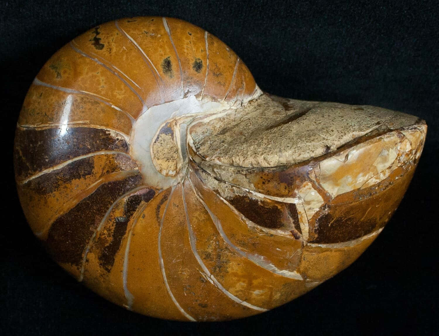 Fossilized Nautilus Shell Wallpaper