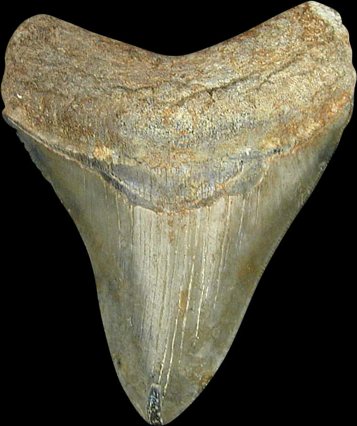 Fossilized Shark Tooth PNG