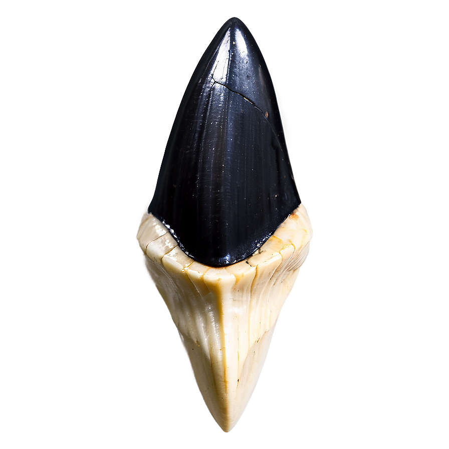 Fossilized Shark Tooth Png 15 PNG