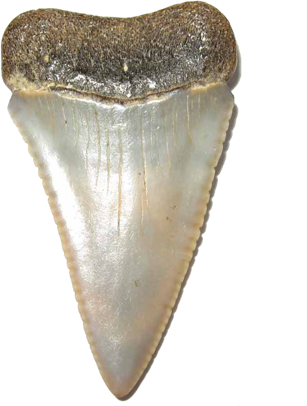 Fossilized Shark Tooth Specimen PNG